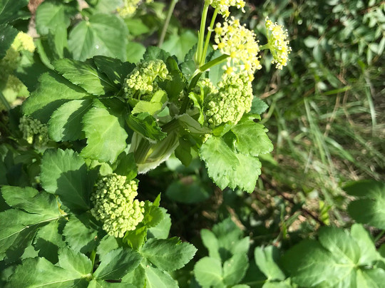 Sentier du Vinaigrier-尼斯必去景点