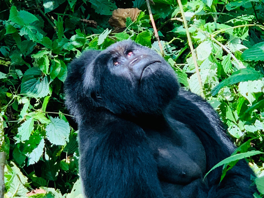 Kumbukumbu Tours-吉佳利必去景点