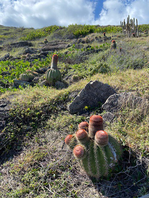 Sxm Surf Explorer-东方湾必去景点