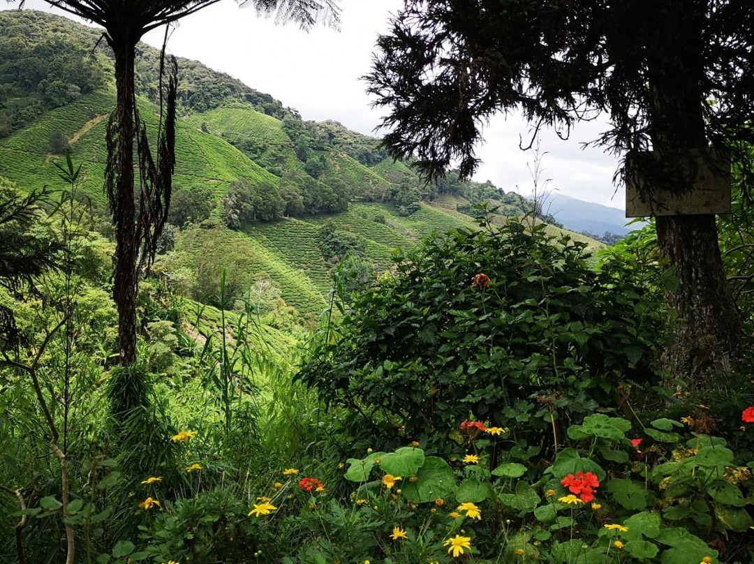 Gunung Brinchang-金马仑高原必去景点
