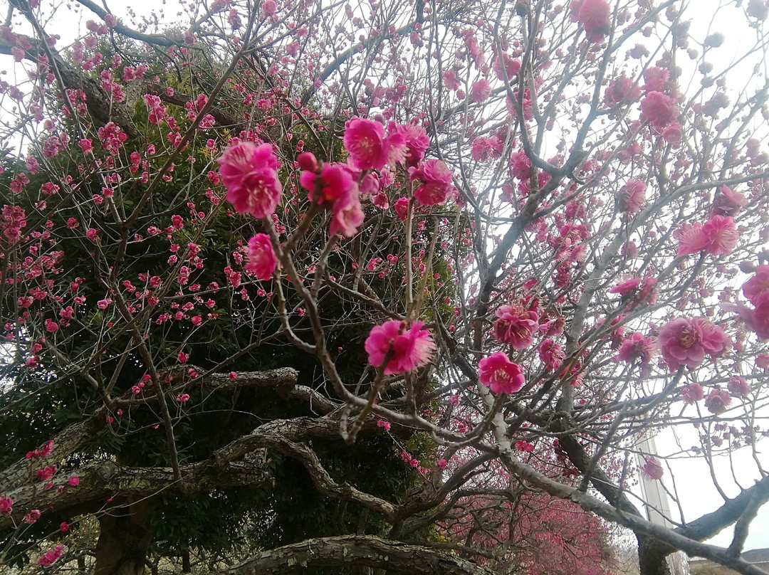 Saitama Prefecture Omiya Park-埼玉市必去景点