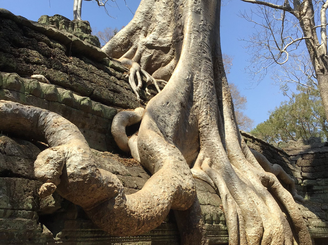 Ta Prohm Temple景点图片