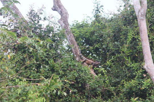 Panama Boat Tours-巴拿马城必去景点