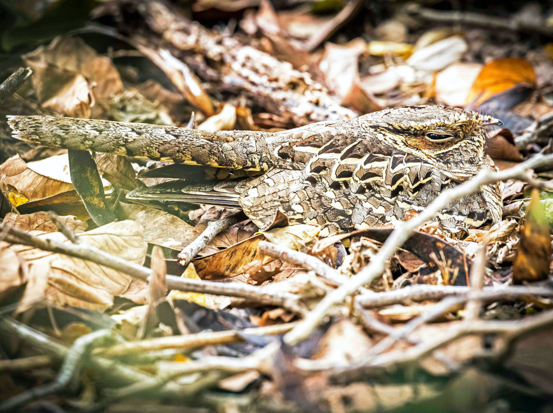 Estero Llano Grande State Park-Weslaco必去景点