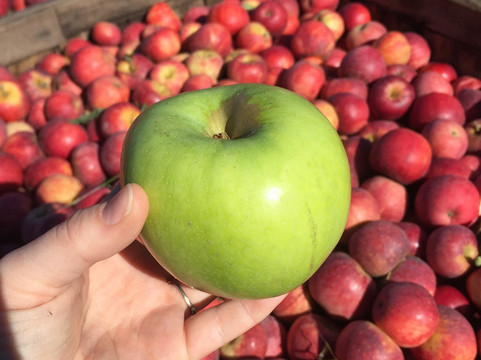 Vintage Virginia Apples-North Garden必去景点