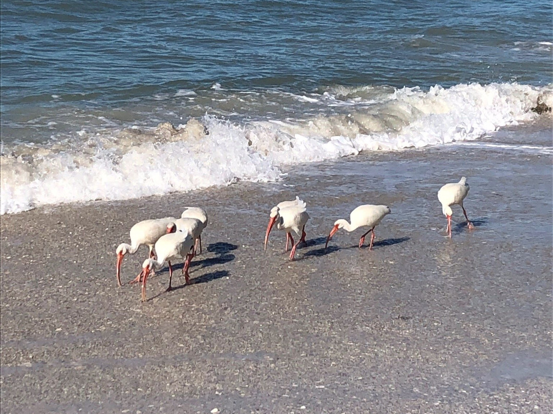 Barefoot Beach Preserve County Park景点图片