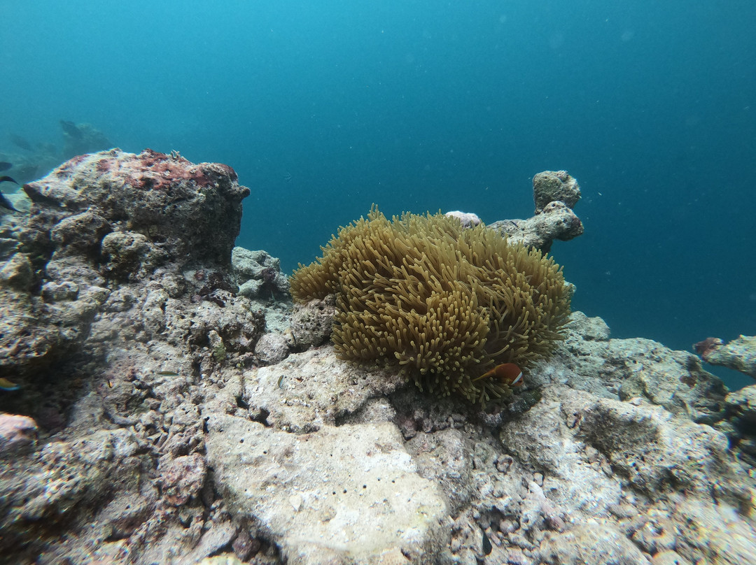 Beach Heaven Maldives - Golden Turtle Guest House主图