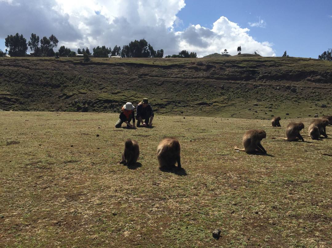 Simien Mountain Trekking and Tours景点图片
