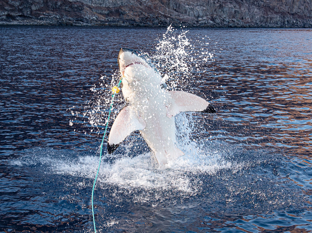 Guadalupe Island-下加利福尼亚州必去景点
