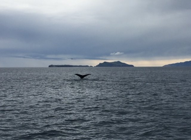 Whale Watching At H&m Landing-奥克斯纳德必去景点