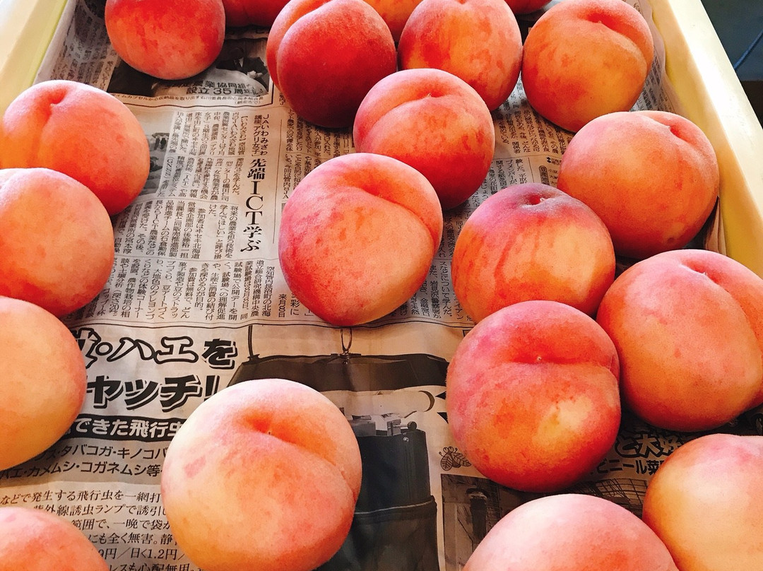 Nitori Kanko Fruits Farm-余市町必去景点
