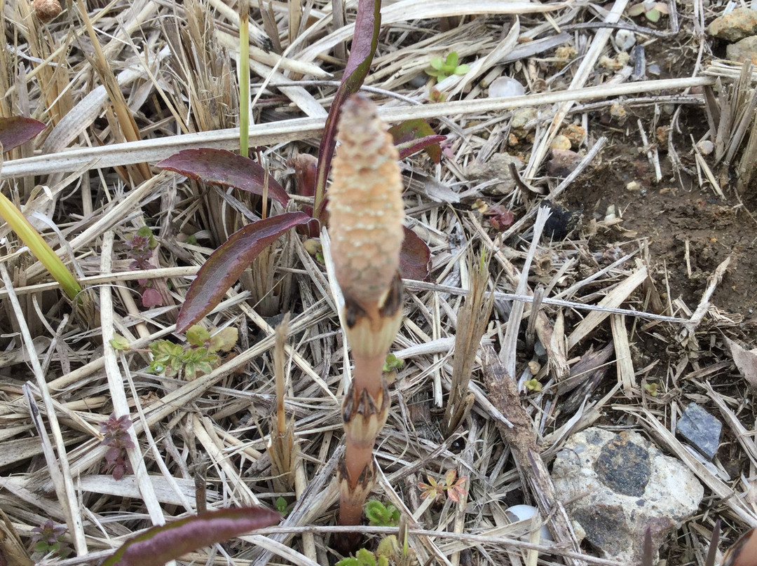Site of Yokkaichiba Ichirizuka-柴田町必去景点