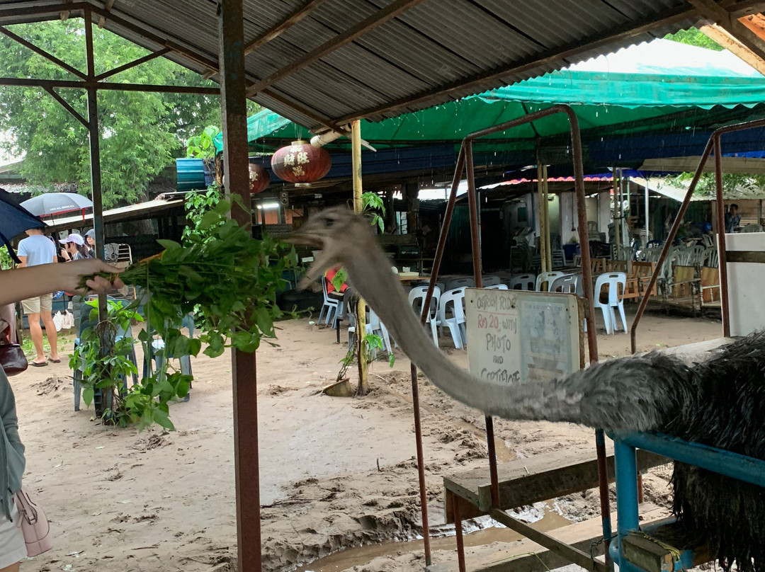 Desaru Ostrich Farm-Kota Tinggi District必去景点