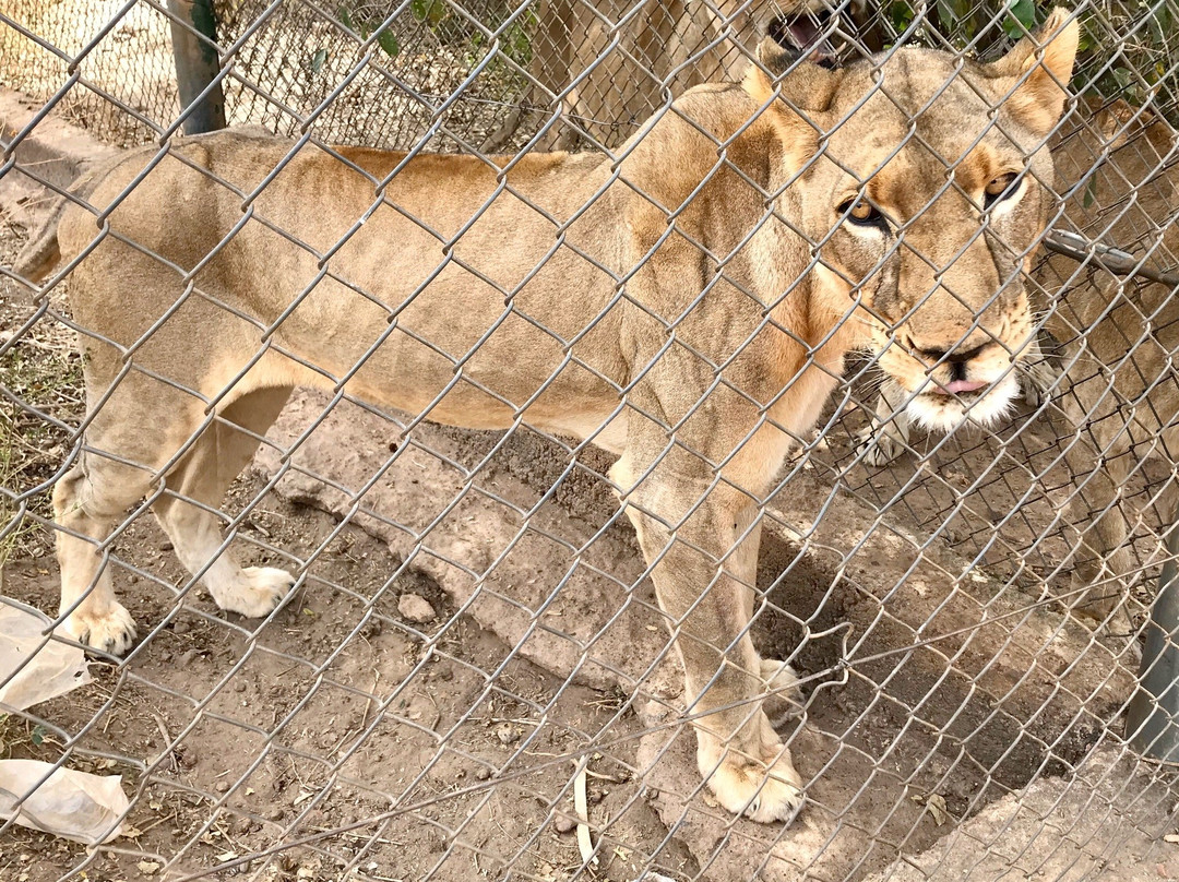 Parc Animalier-瓦加杜古必去景点