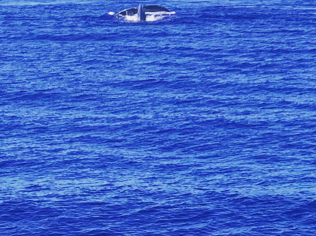 Maui Boat Trips-玛阿拉也亚必去景点