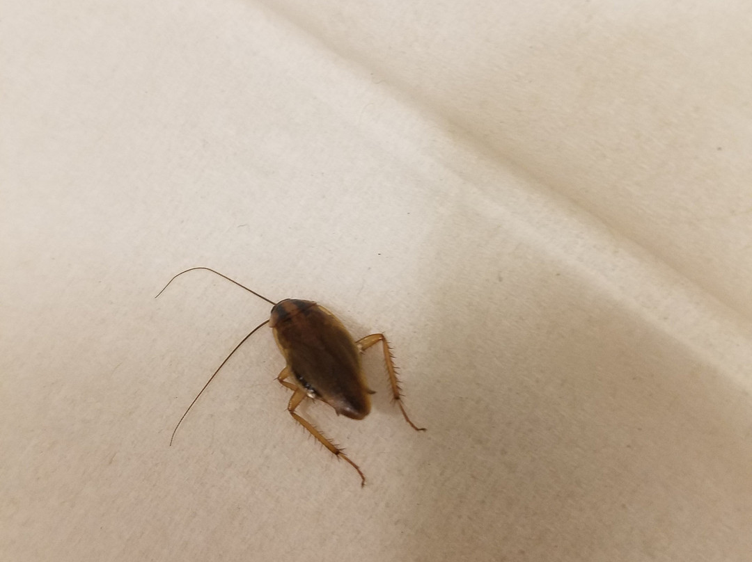 Super 8 by Wyndham Winchester VA主图