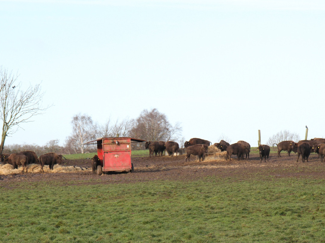 Ditlevsdal Bison Farm-Morud必去景点
