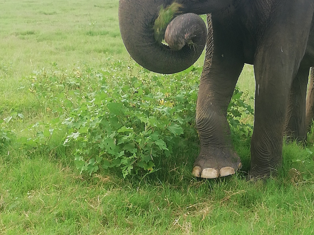 Minneriya Safari Tours-哈巴拉娜必去景点