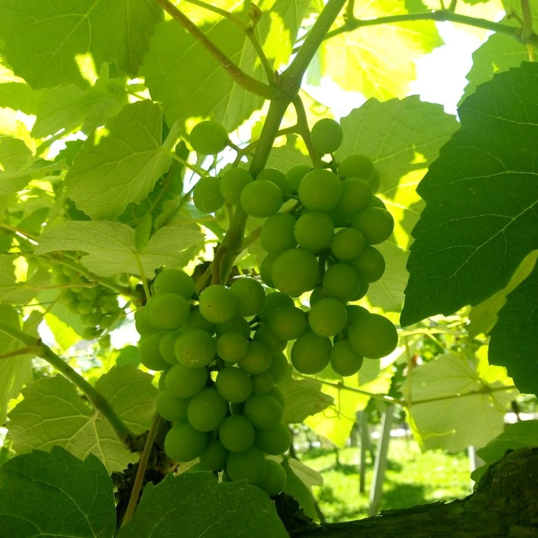 Casa Valduga Winery-本图贡萨尔维斯必去景点