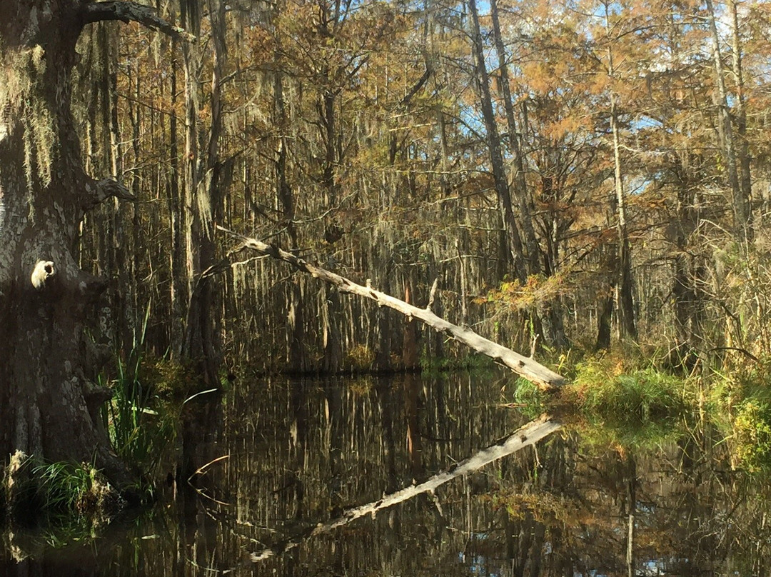 Dr. Wagner's Honey Island Swamp Tours-斯莱德尔必去景点
