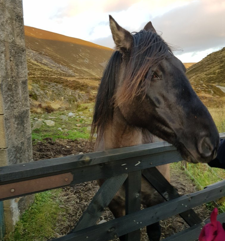 Glenesk Wildlife-Glenesk必去景点