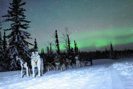 Howling Bay Kennel-费尔班克斯必去景点
