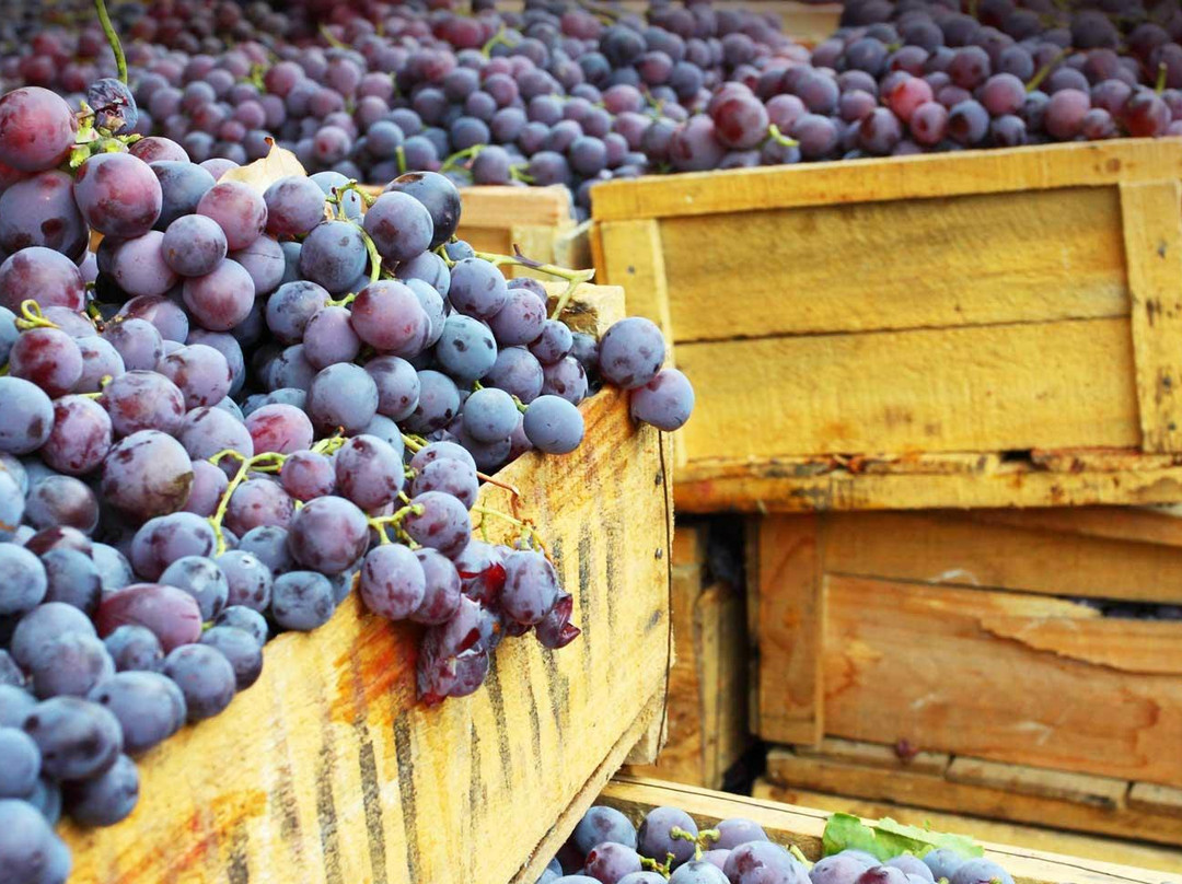 Into The Vineyard-温哥华必去景点