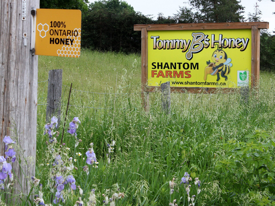 Shantom Farms景点图片