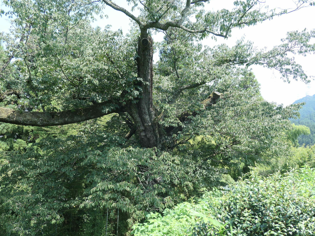 Kogonji Temple-秋留野市必去景点