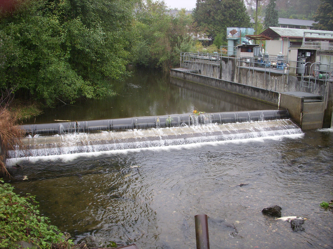 Issaquah Salmon Hatchery景点图片