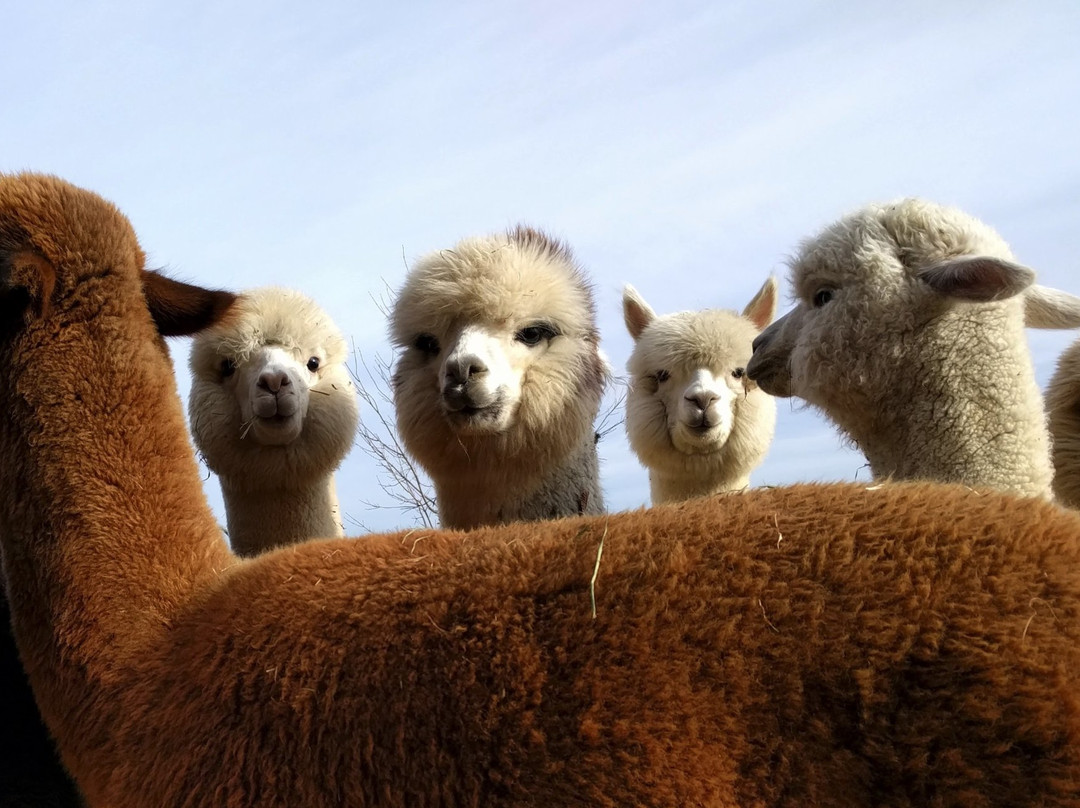 Long Acres Alpaca Farm景点图片