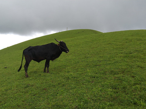 Rainbird Homestay主图