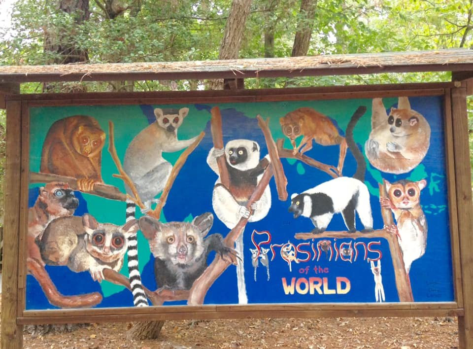 Duke Lemur Center景点图片