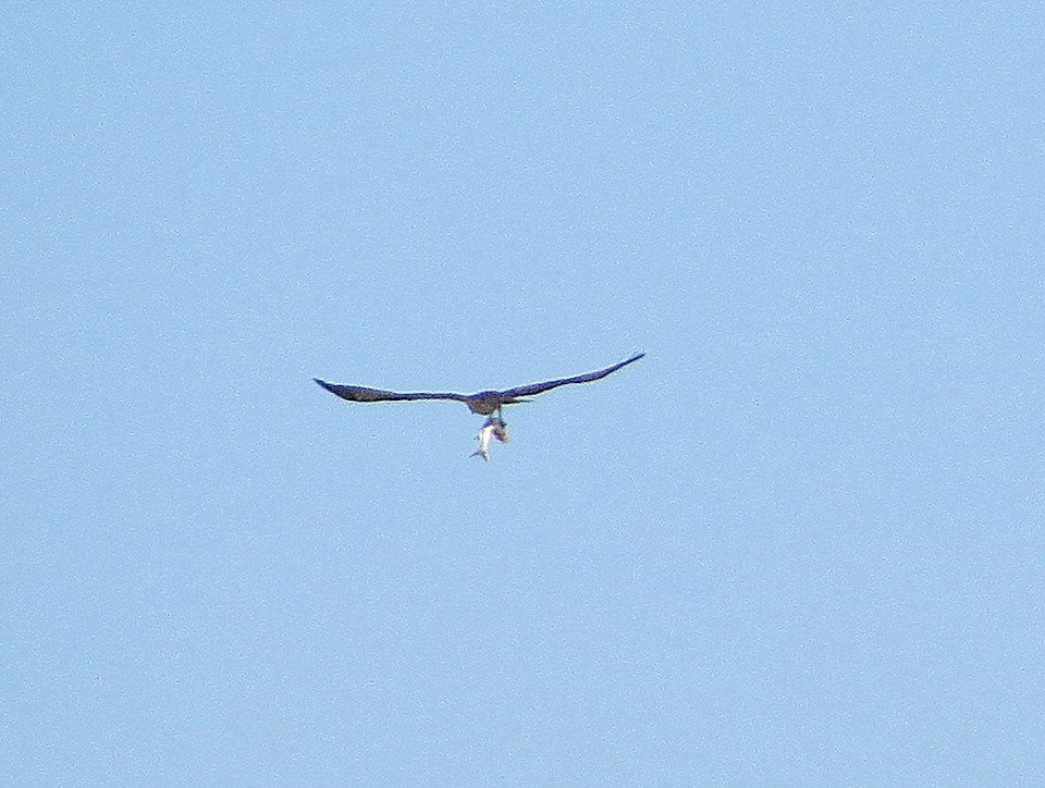 RSPB Hayle Estuary-Hayle必去景点