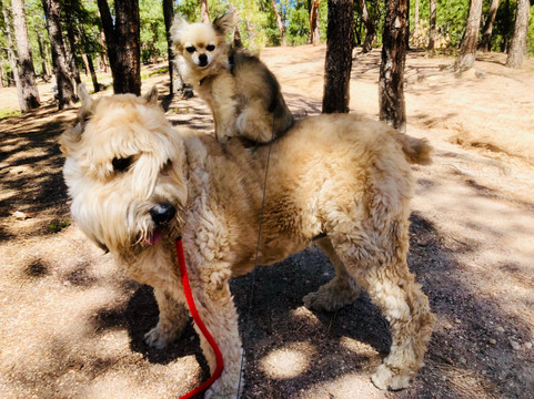 Fox Run Regional Park-科罗拉多斯普林斯必去景点