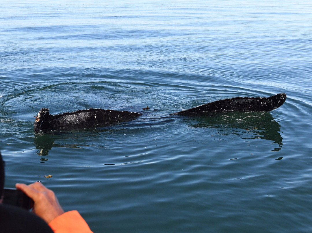 Croisières Neptune-Les Escoumins必去景点