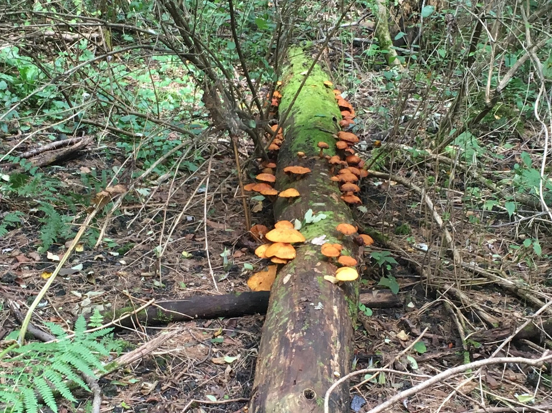 New Island Trail-Oneonta必去景点