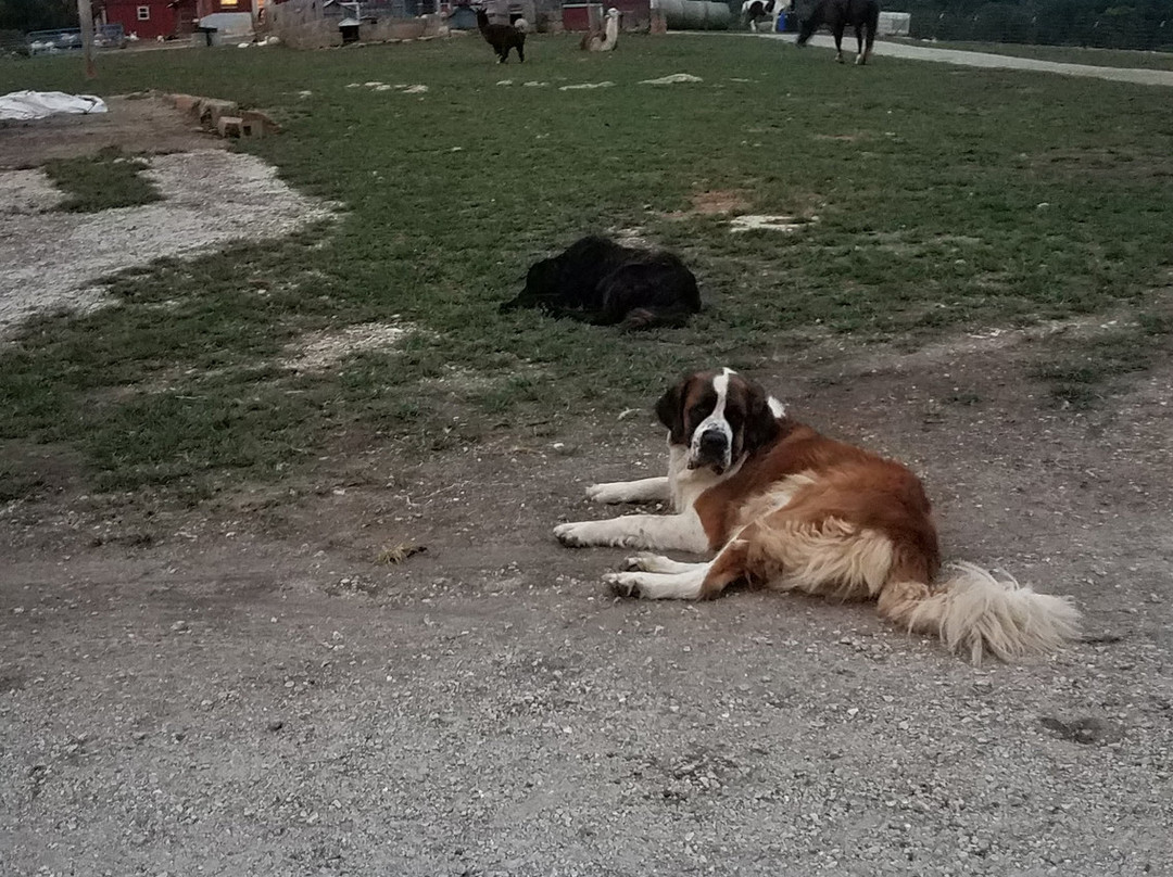 Where Pigs Fly Farm & Pigs Aloft Museum-Linn必去景点