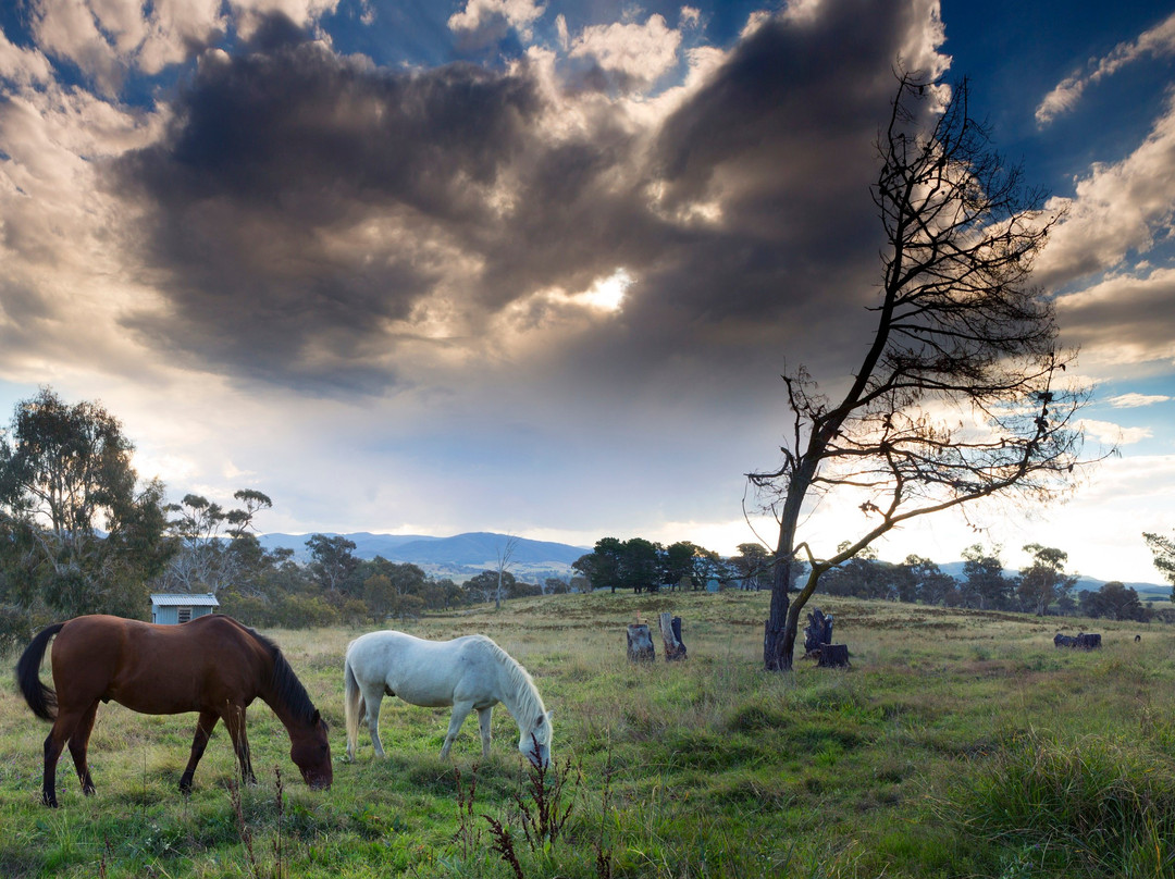 Strathnairn Homestead Galleries + SHOP-堪培拉必去景点