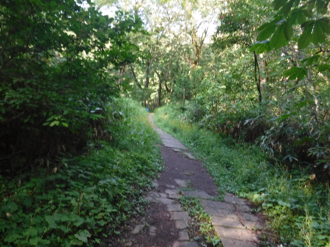 Togakushi Forest Botanical Garden景点图片