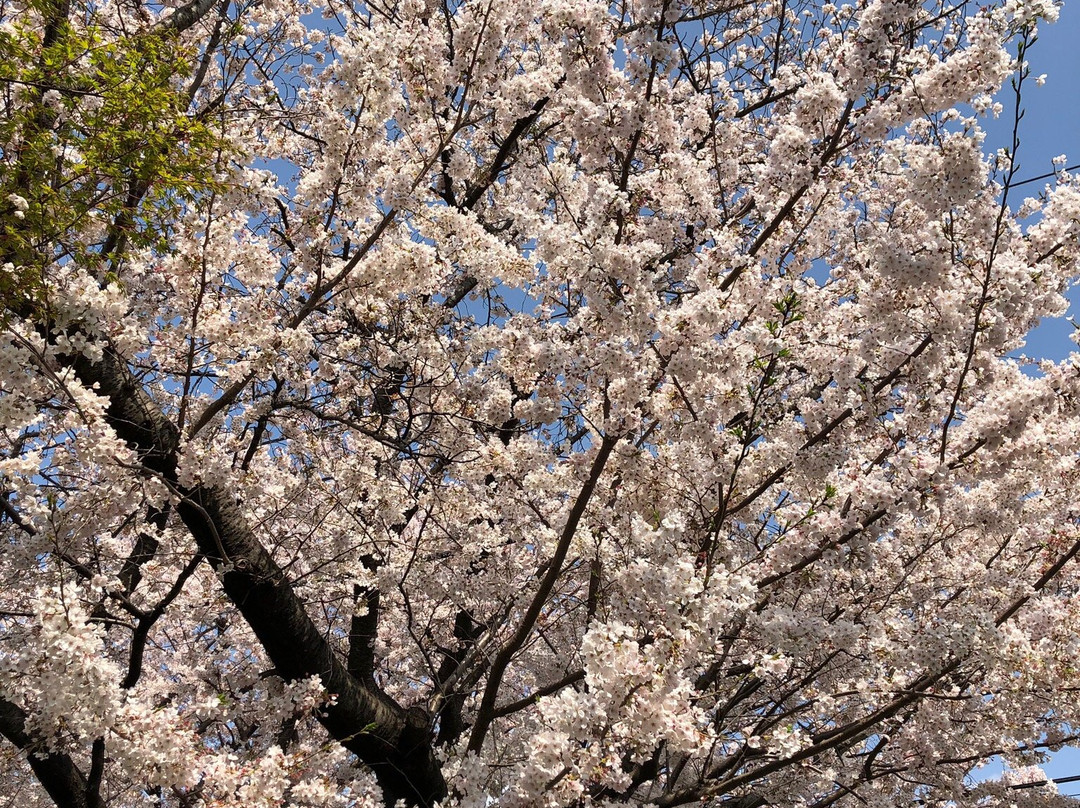 Tama Lake Cycling Road-东大和市必去景点