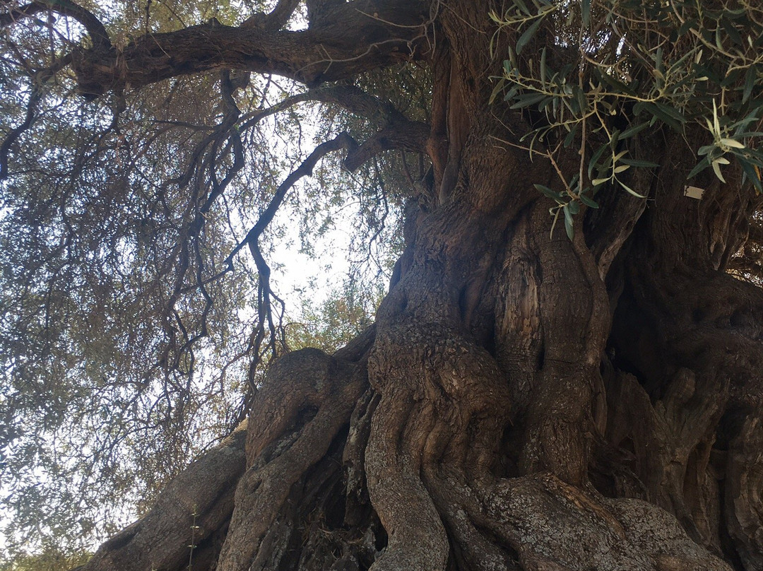 S'Ortu Mannu-Villamassargia必去景点