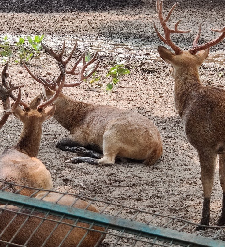 Nawab Wajid Ali Shah Zoological Garden景点图片