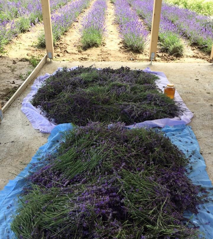 Lavanda Oas-Satu Mare必去景点