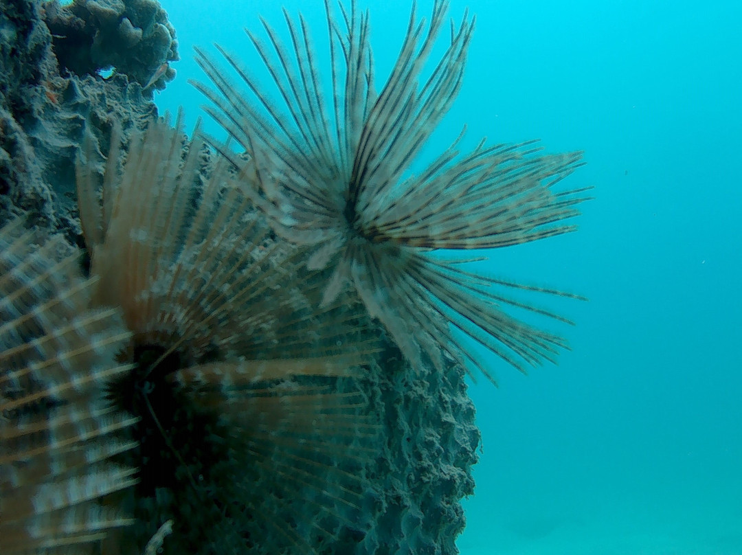 Leverick Bay Resort主图