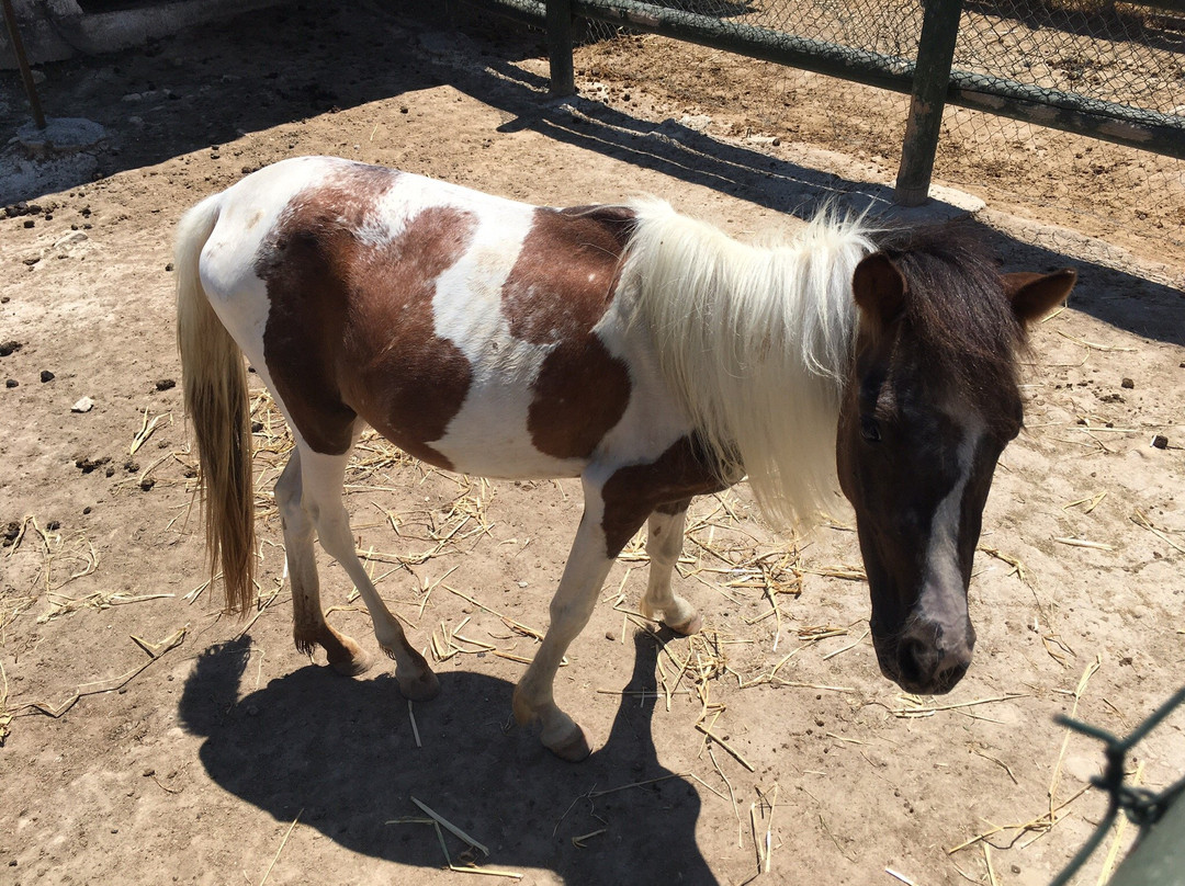 Oleastro Olive Park and Museum-Anogyra必去景点