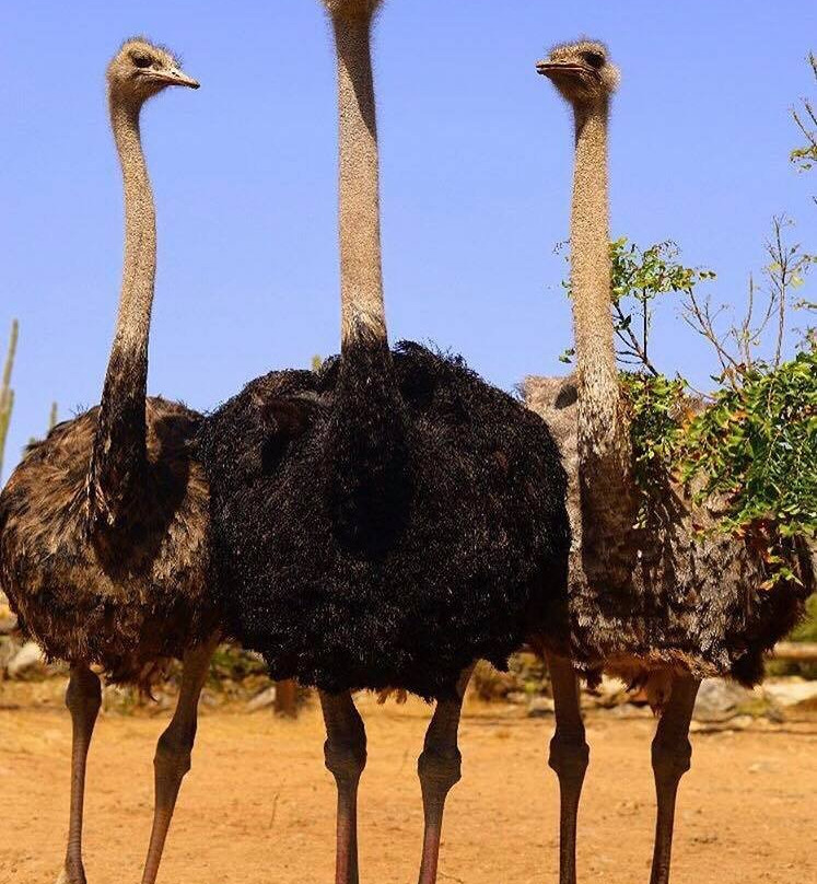 Aruba Ostrich Farm-奥腊涅斯塔德必去景点