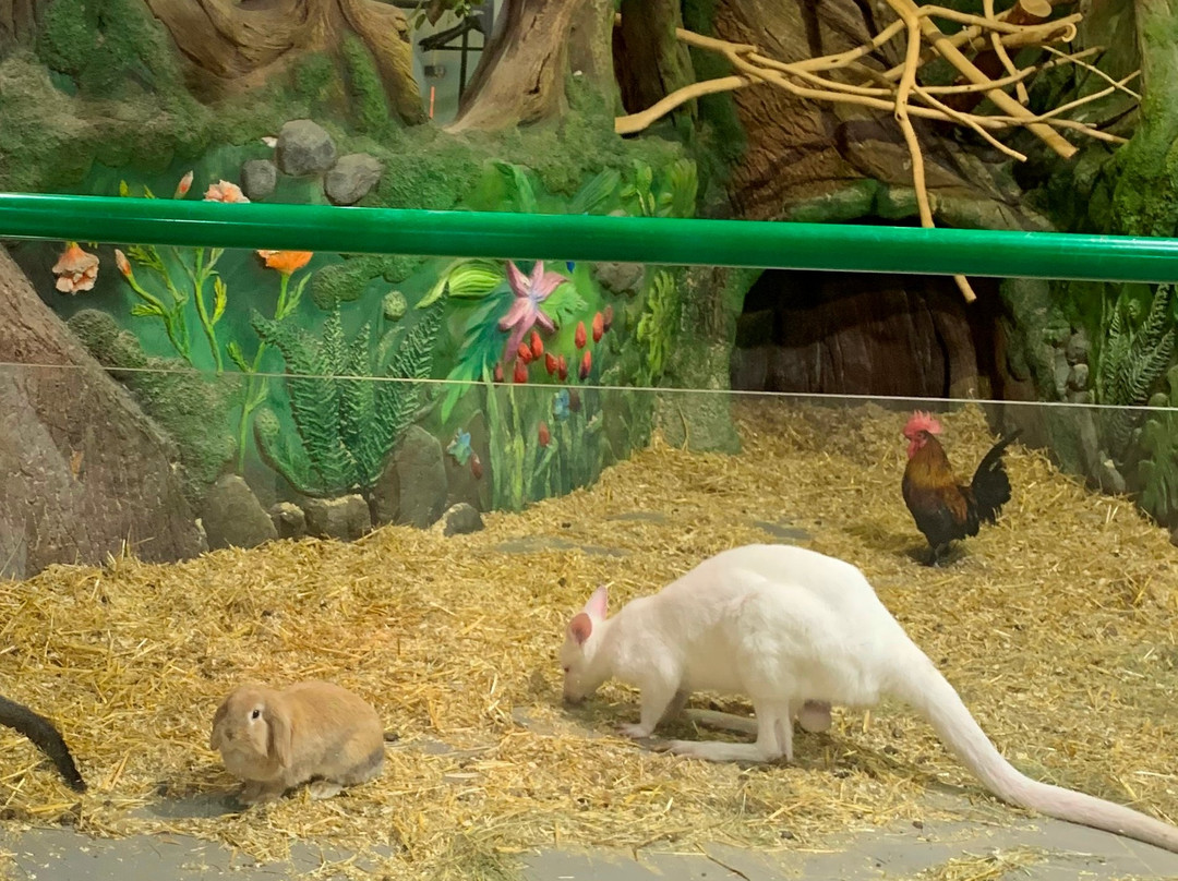 Touching Zoo Bely Kenguru景点图片