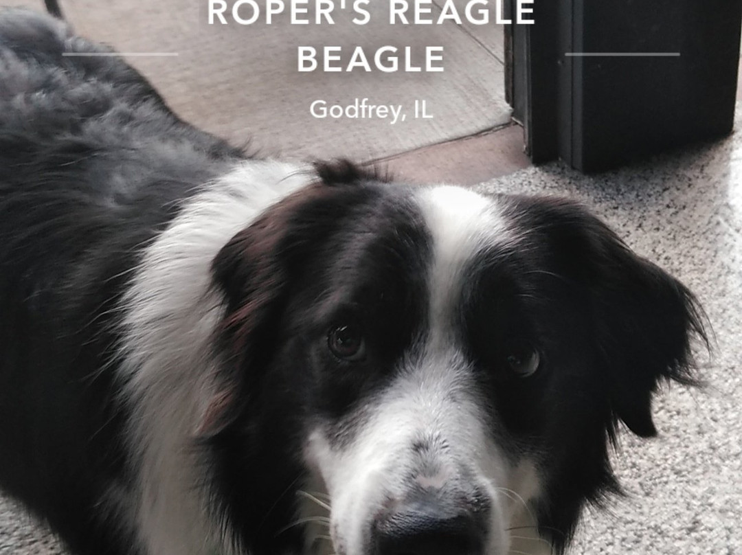 Roper's Regal Beagle Sports Bar and Grill-Godfrey必去景点