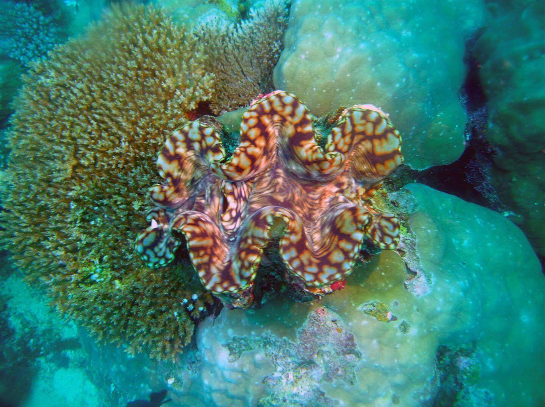 Nautilus Scuba-维拉港必去景点